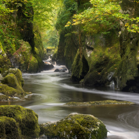 8 cartes de voeux "terre sauvage"