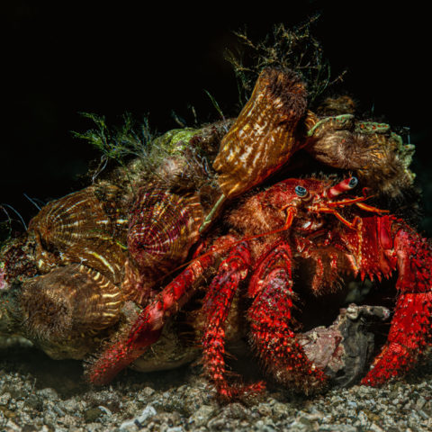 8 cartes de voeux "Vie marine"