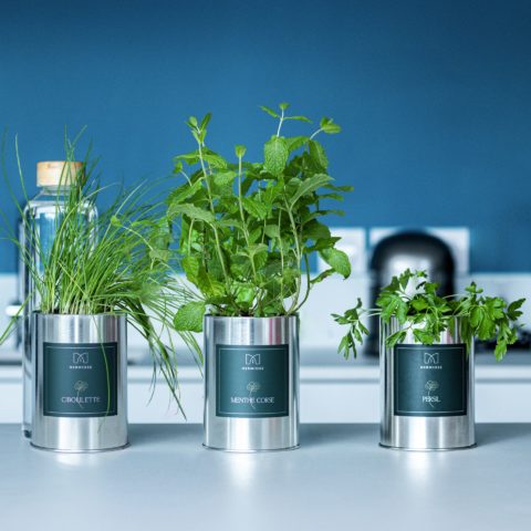 Coffret d'aromates prêt à pousser