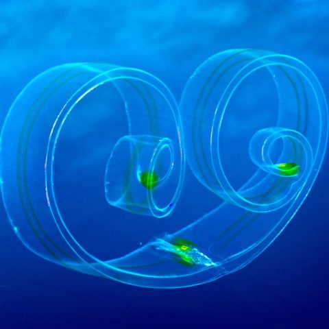 8 CARTES DE VOEUX "VIE MARINE"
