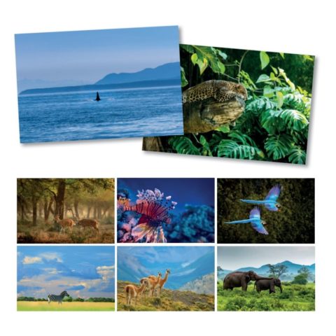 8 CARTES DE VOEUX "ANIMAUX SAUVAGES"